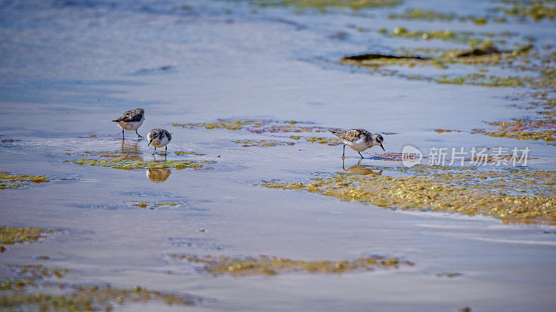 红脖子的限制(Calidris ruficollis)